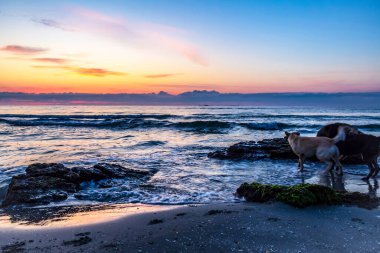 İnekler sahilde otluyor.