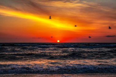 Gökyüzünde bir martıyla denizde güzel bir gün doğumu. renkli arkaplan.