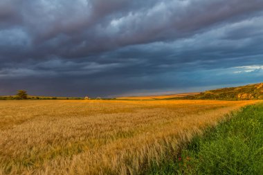 Orman, Karpatlar, Doğa Fotoğrafları - Avrupa, Doğu Avrupa, Romanya 