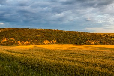 Yeşil çimenlerin ve mavi bulutlu gökyüzünün güzel manzarası