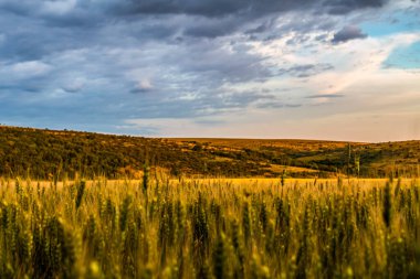 Buğday tarlasında güzel bir gün batımı