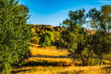 Ağaçlar ve yeşil otlarla dolu sonbahar manzarası