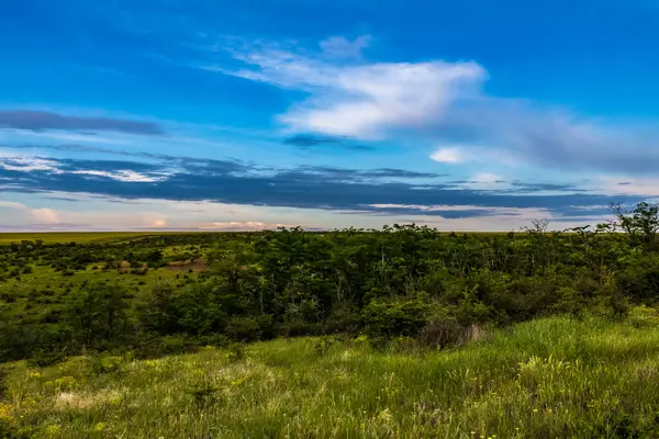 Güzel bir manzara Ağacı ve mavi gökyüzü