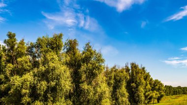 Ormandaki ağaçlar.