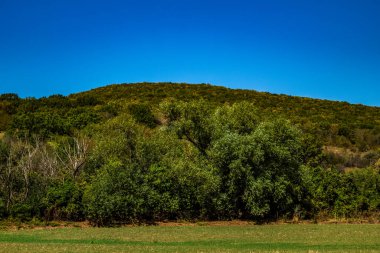 Ağaçlı Yeşil Alan