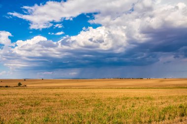 Kırsalda buğday tarlası