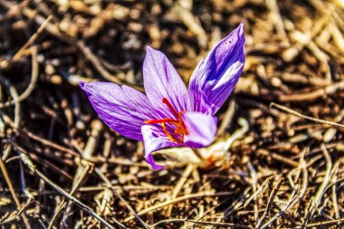 Bahçedeki güzel bahar çiçekleri