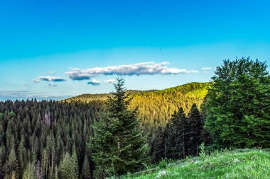 Ağaçları ve yeşil otları olan güzel bir manzara.