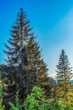 Mavi gökyüzü ile ağaçların güzel bir görüntüsü