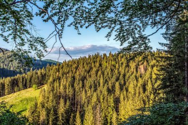 Dağlardaki yeşil ormanın dikey görüntüsü.