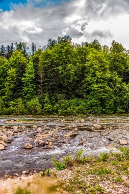 İlkbaharda ormandaki nehir.