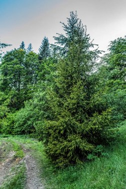 Yazın yeşil orman ve ağaçlar.