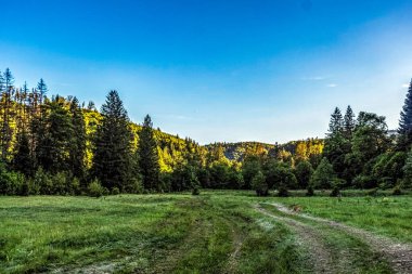 Güzel bir ormanı olan yaz manzarası