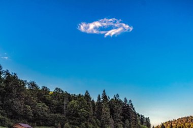 Ormanın güzel manzarası