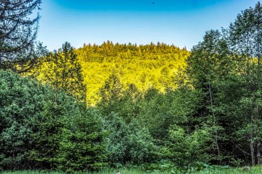 Ağaçları ve dağları olan yeşil orman