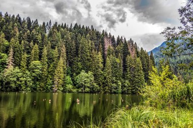 Yeşil gölün dikey görüntüsü ve ön planda orman var.