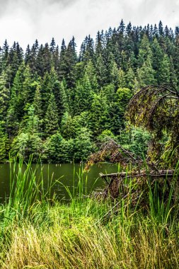 Nehir ve ormanlı güzel bir manzara.
