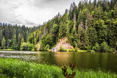 Ormanın arka planındaki güzel dağ nehri.
