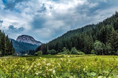 Yeşil ormanlı ve ön planda ağaçlarla kaplı yaz manzarası.