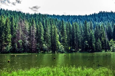 Ormandaki göl, doğa.