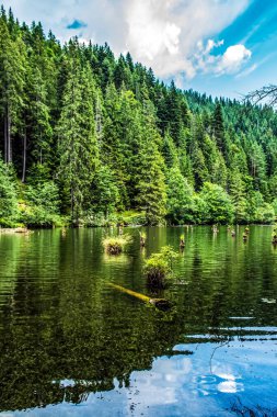 Ormandaki güzel göl