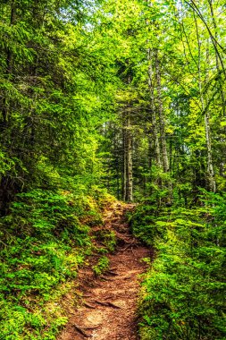 Yeşil çam ormanlarının arasında yol