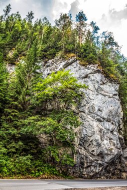 Kayalık bir ormanda kayalık bir yolun dikey görüntüsü.