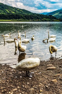 Gölde beyaz kuğular, güzel manzaralar.