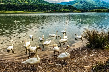 Göldeki kaz sürüsünün güzel bir görüntüsü.