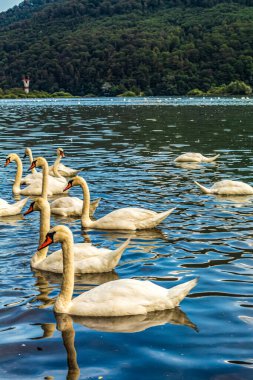 Sabah güneşinde gölde yüzen beyaz kuğu..