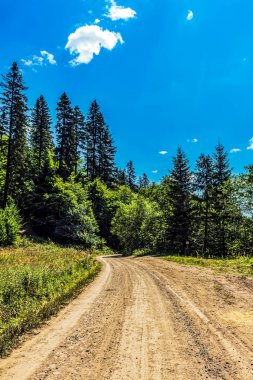 Ormanda güzel bir yol