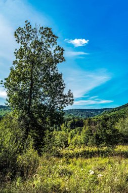 Mavi gökyüzü olan güzel yeşil ağaçlar.