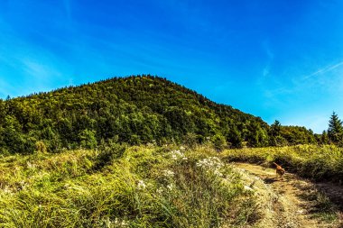 Mavi gökyüzü ve yeşil ağacı olan güzel bir dağ yolu manzarası.