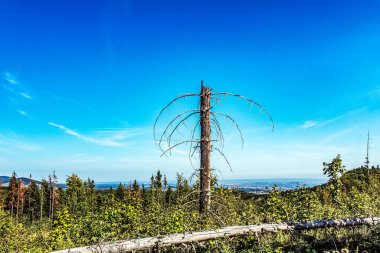 Dağın tepesinden manzara. Tepedeki ağacın tepesinde..
