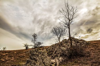 Ağaçlar ve bulutlarla dolu güzel bir manzara.