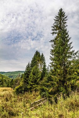 Dağ yamaçlarında güzel bir orman. Karpat Dağları, Ukrayna.