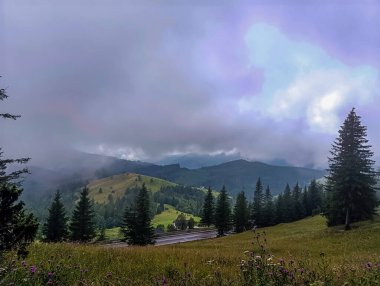 Sisli güzel dağ ormanı