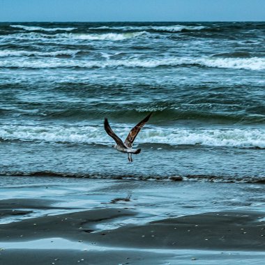 Martı denizde uçuyor.