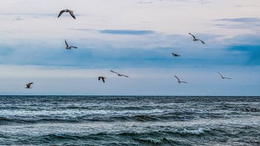 Martılar gökyüzünde uçuyor