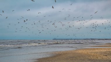 denizin uçan martıları