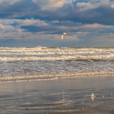 Kumsaldaki martılar