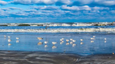 Hollanda, Hollanda 'daki beyaz deniz plajı.