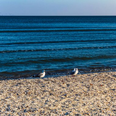 Martılarla dolu Baltık Denizi plajı