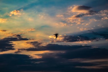 Gökyüzünde uçan güzel kuş