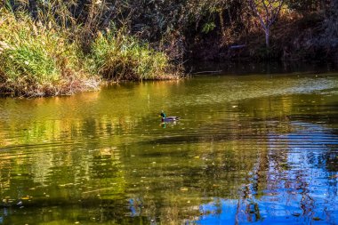 Güzel göl manzarası