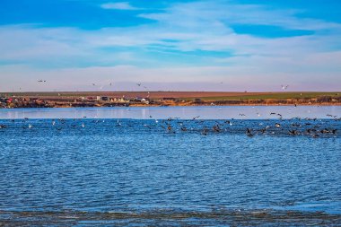 Martılar denizde uçuyor.