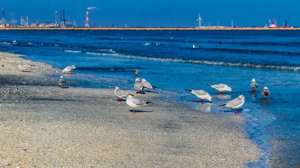 Martılar ile deniz manzara