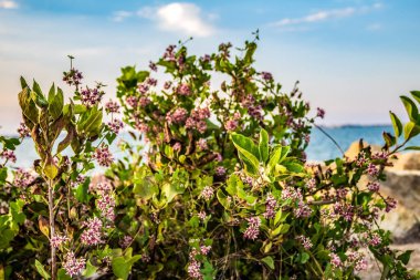 Macro photo, Animals, Nature, urope, Eastern Europe, Romania   