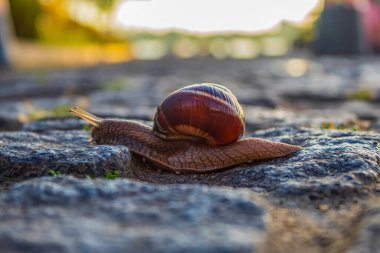 Bahçedeki bir salyangozun yakın çekimi.