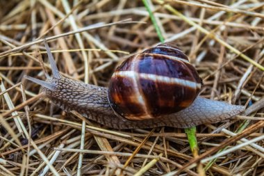 Çimenlerde sürünen salyangoz manzarası